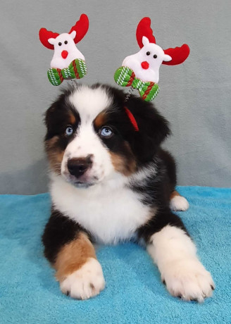 two-female-australian-shepherd-puppies-for-sale-6-weeks-in-austin-tx-big-4