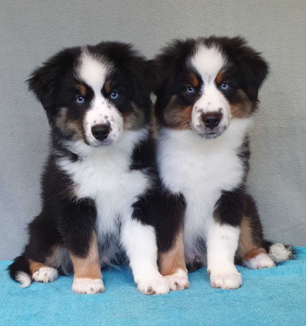 two-female-australian-shepherd-puppies-for-sale-6-weeks-in-austin-tx-big-0