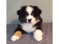 australian-shepherd-puppies-for-sale-males-and-females-2-months-in-dallas-tx-small-2