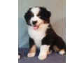 australian-shepherd-puppies-for-sale-males-and-females-2-months-in-dallas-tx-small-4