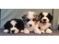 australian-shepherd-puppies-for-sale-males-and-females-2-months-in-dallas-tx-small-0