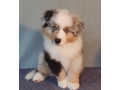 australian-shepherd-puppies-for-sale-males-and-females-2-months-in-dallas-tx-small-5