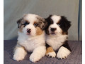 australian-shepherd-puppies-for-sale-males-and-females-2-months-in-dallas-tx-small-1