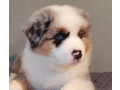 australian-shepherd-puppies-for-sale-males-and-females-2-months-in-dallas-tx-small-3