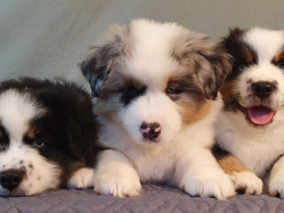 Australian Shepherd Puppies for Sale Males and Females, 2 Months in Dallas, TX