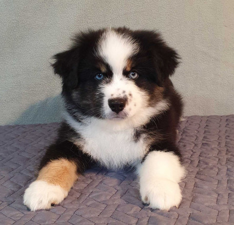 australian-shepherd-puppies-for-sale-males-and-females-2-months-in-dallas-tx-big-2