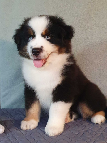 australian-shepherd-puppies-for-sale-males-and-females-2-months-in-dallas-tx-big-4