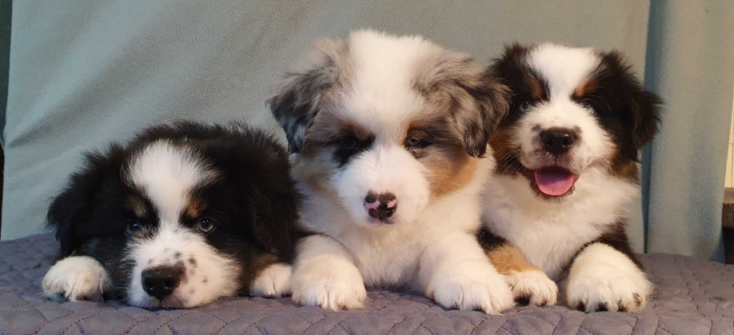 australian-shepherd-puppies-for-sale-males-and-females-2-months-in-dallas-tx-big-0