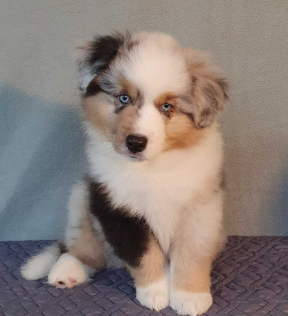 australian-shepherd-puppies-for-sale-males-and-females-2-months-in-dallas-tx-big-5