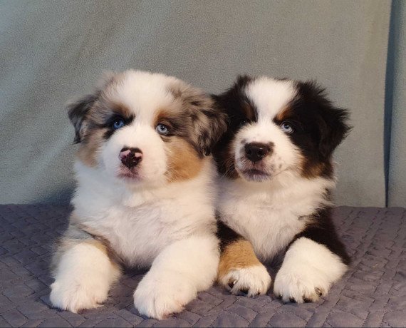 australian-shepherd-puppies-for-sale-males-and-females-2-months-in-dallas-tx-big-1