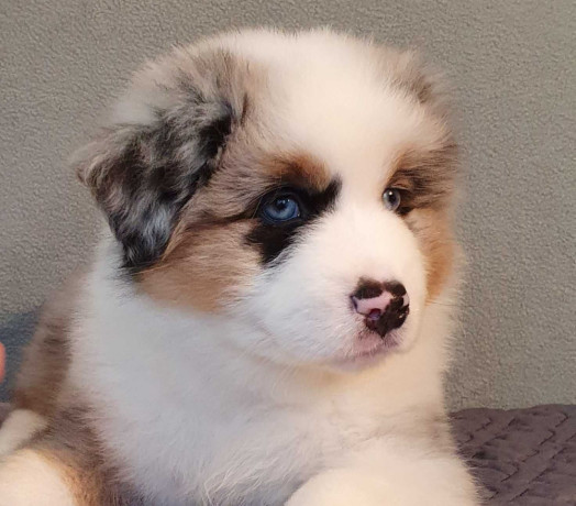 australian-shepherd-puppies-for-sale-males-and-females-2-months-in-dallas-tx-big-3