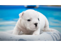 english-bulldogs-for-sale-in-san-luis-az-small-2