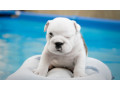 english-bulldogs-for-sale-in-san-luis-az-small-4