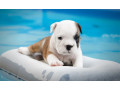 english-bulldogs-for-sale-in-san-luis-az-small-0