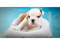 english-bulldogs-for-sale-in-san-luis-az-small-3