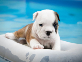 English Bulldogs for Sale in San Luis, AZ