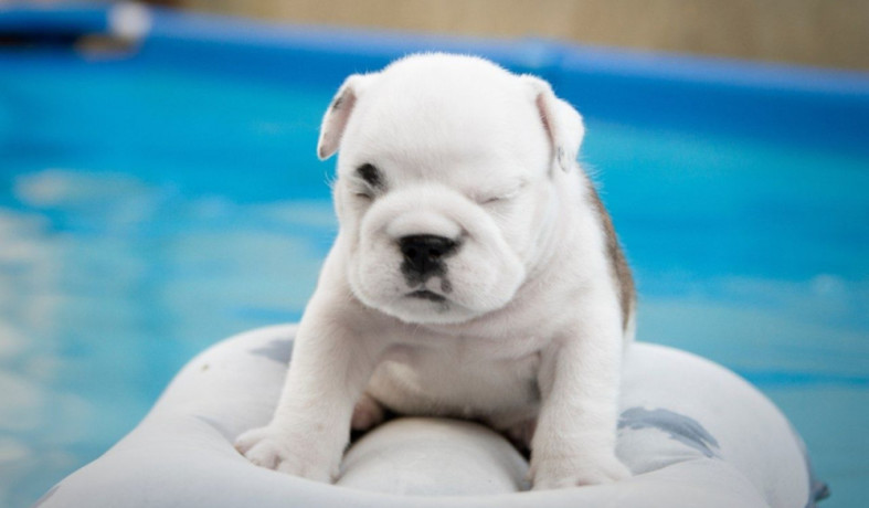 english-bulldogs-for-sale-in-san-luis-az-big-4