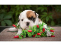 2-male-english-bulldog-puppies-looking-for-a-home-in-north-carolina-small-3