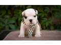 2-male-english-bulldog-puppies-looking-for-a-home-in-north-carolina-small-2