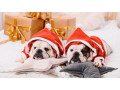 2-male-english-bulldog-puppies-looking-for-a-home-in-north-carolina-small-0