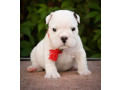 2-male-english-bulldog-puppies-looking-for-a-home-in-north-carolina-small-1