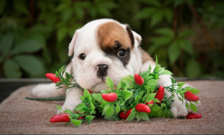 2-male-english-bulldog-puppies-looking-for-a-home-in-north-carolina-big-3