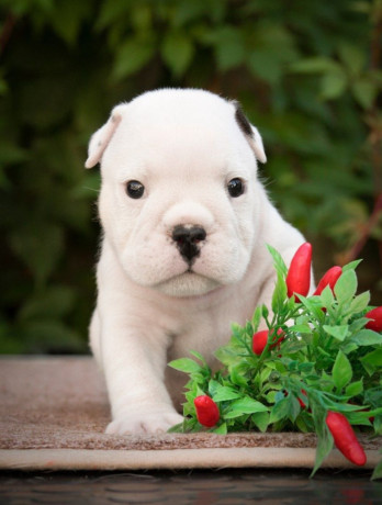 2-male-english-bulldog-puppies-looking-for-a-home-in-north-carolina-big-4