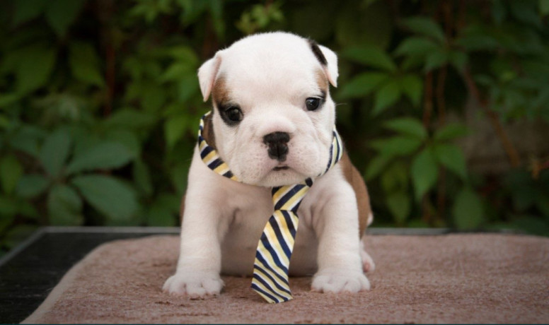 2-male-english-bulldog-puppies-looking-for-a-home-in-north-carolina-big-2