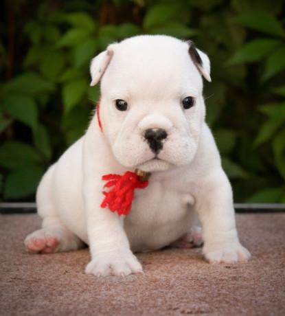 2-male-english-bulldog-puppies-looking-for-a-home-in-north-carolina-big-1