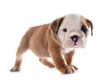 english-bulldog-puppies-for-sale-in-san-diego-ca-small-1