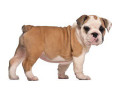 english-bulldog-puppies-for-sale-in-san-diego-ca-small-2