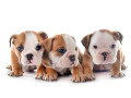 english-bulldog-puppies-for-sale-in-san-diego-ca-small-0