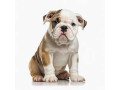 english-bulldog-puppies-for-sale-in-san-diego-ca-small-3