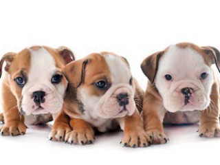 English Bulldog Puppies for Sale in San Diego, CA