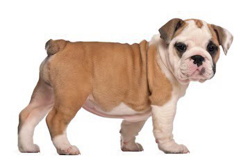 english-bulldog-puppies-for-sale-in-san-diego-ca-big-2