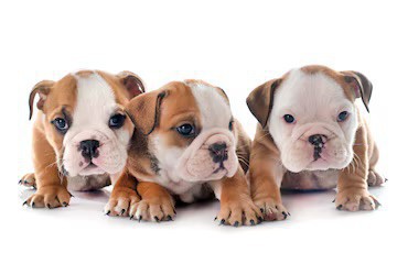 english-bulldog-puppies-for-sale-in-san-diego-ca-big-0