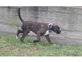 boxer-puppy-for-sale-in-bethany-ok-small-3