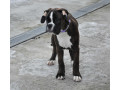 boxer-puppy-for-sale-in-bethany-ok-small-1