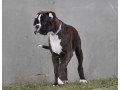 boxer-puppy-for-sale-in-bethany-ok-small-0