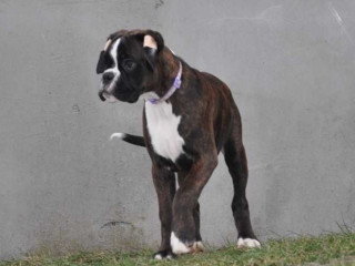 Boxer Puppy for Sale in Bethany, OK