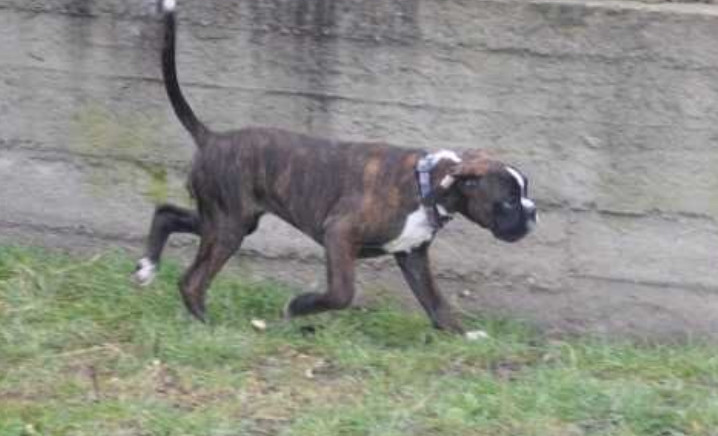 boxer-puppy-for-sale-in-bethany-ok-big-3