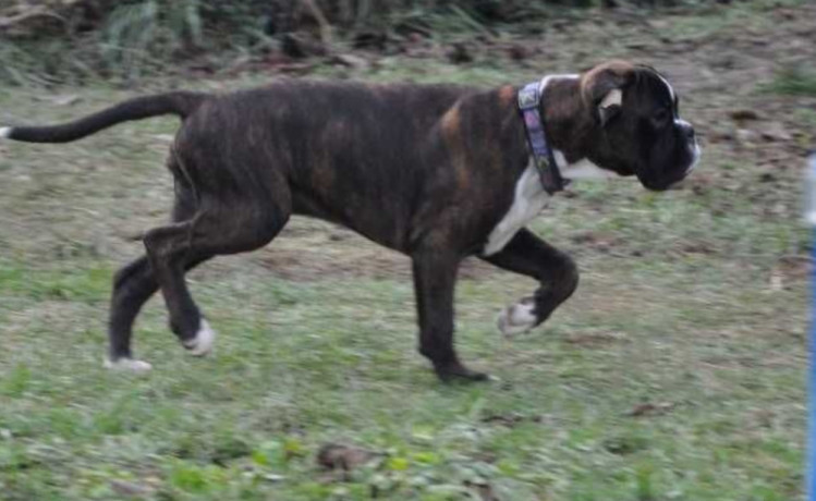 boxer-puppy-for-sale-in-bethany-ok-big-2