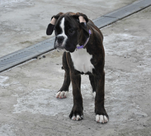 boxer-puppy-for-sale-in-bethany-ok-big-1