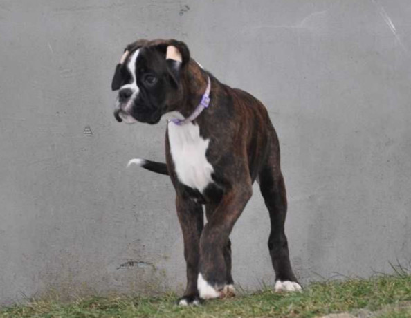 boxer-puppy-for-sale-in-bethany-ok-big-0