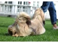 wonderful-shih-tzu-boy-11-months-old-small-1