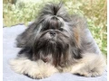 wonderful-shih-tzu-boy-11-months-old-small-0