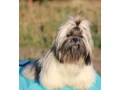 wonderful-shih-tzu-boy-11-months-old-small-4