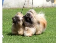 wonderful-shih-tzu-boy-11-months-old-small-3