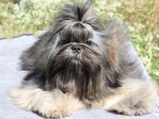 Wonderful Shih Tzu boy, 11 months old