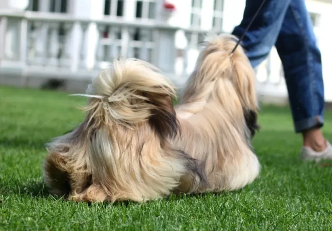 wonderful-shih-tzu-boy-11-months-old-big-1